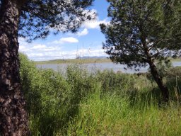 Flora del Cerro Masatrigo